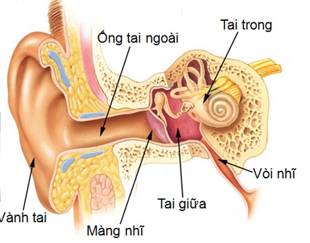 Ảnh 1 của Viêm tai cholesteatoma